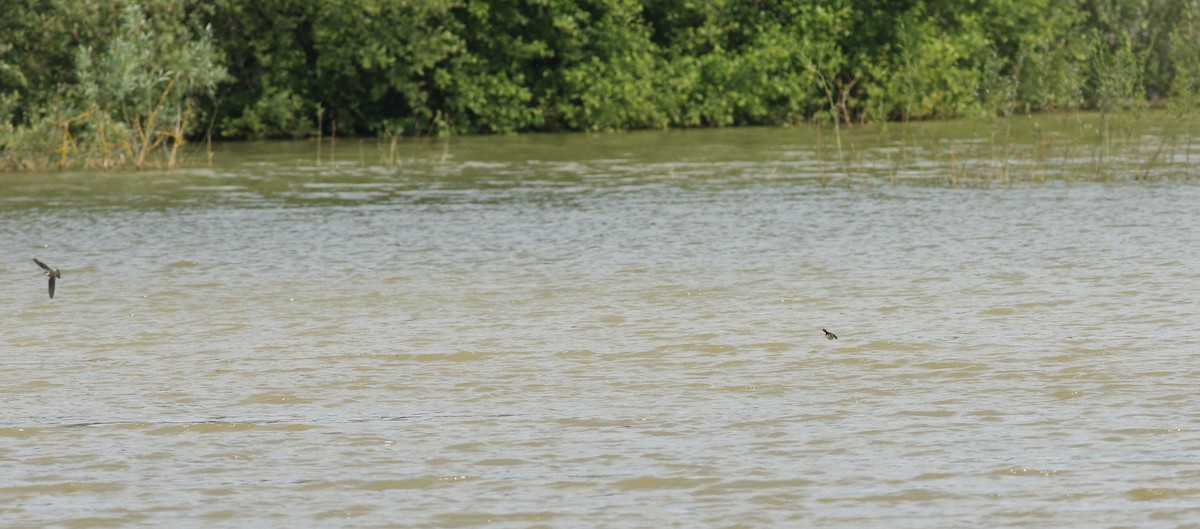 Bank Swallow - ML646133405