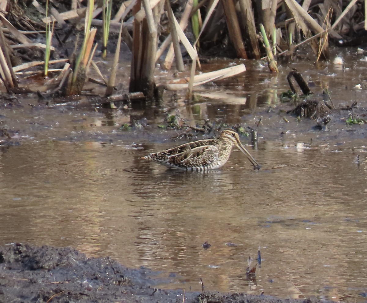 Wilson's Snipe - ML646133408