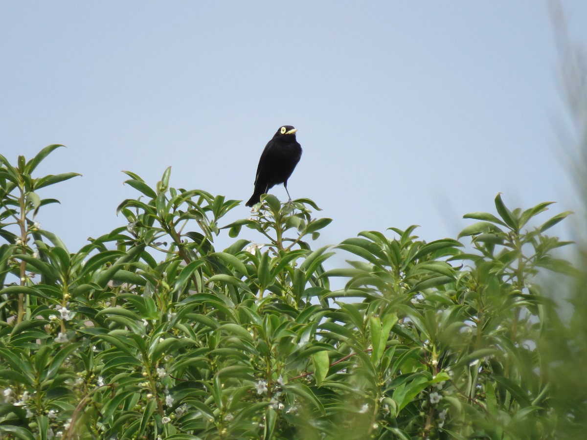 Spectacled Tyrant - ML646133409