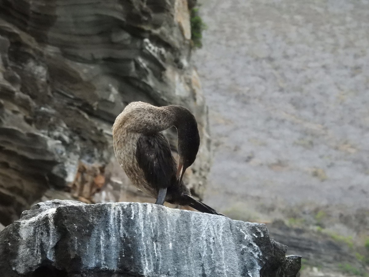 Flightless Cormorant - ML646133420