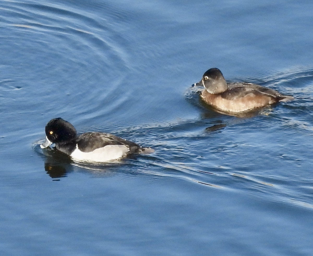 Ring-necked Duck - ML646133421