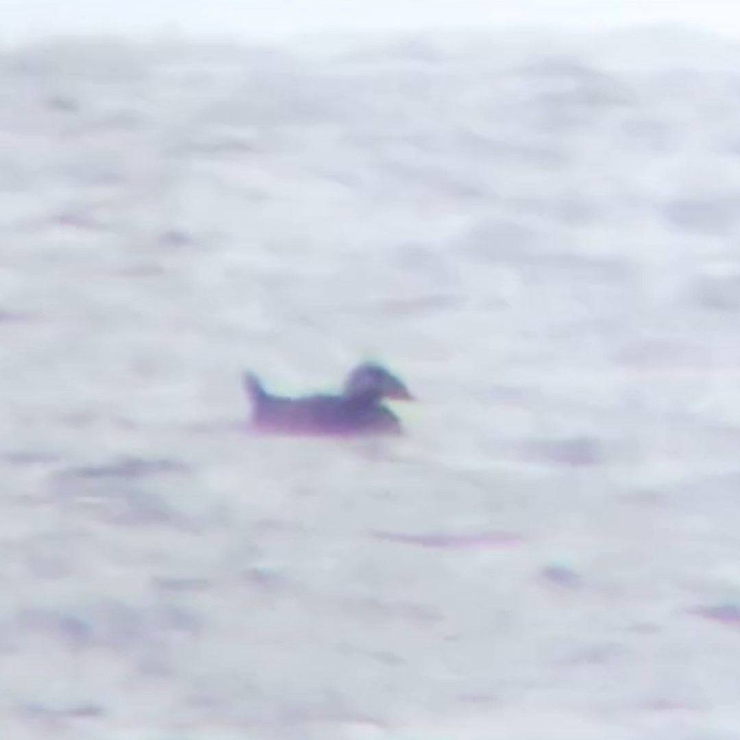 scoter sp. - ML646133422