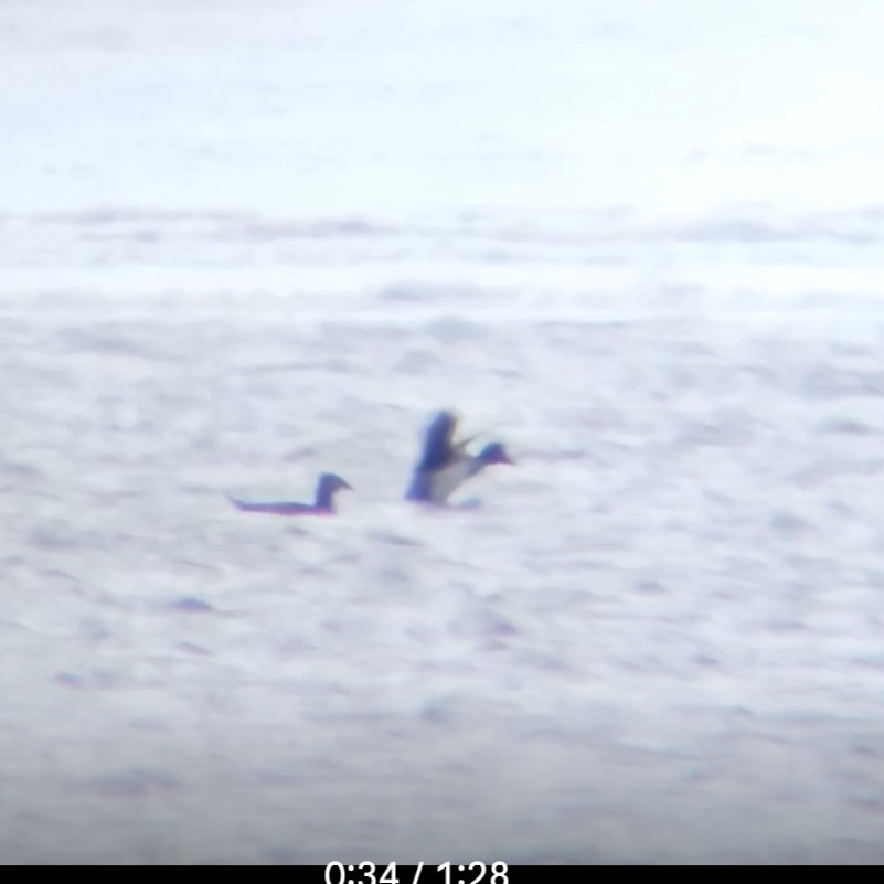 scoter sp. - ML646133423