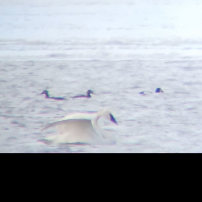 scoter sp. - ML646133424