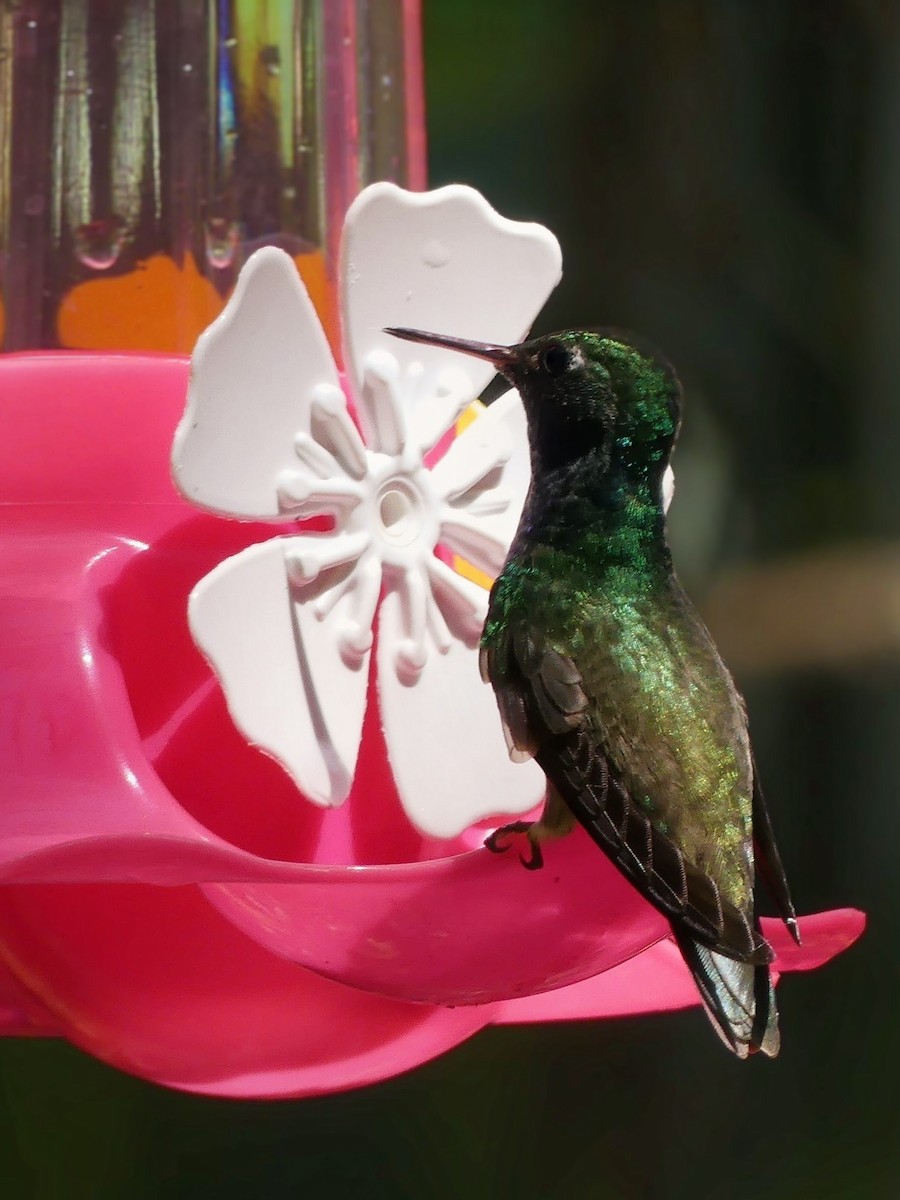 Versicolored Emerald - ML646133431