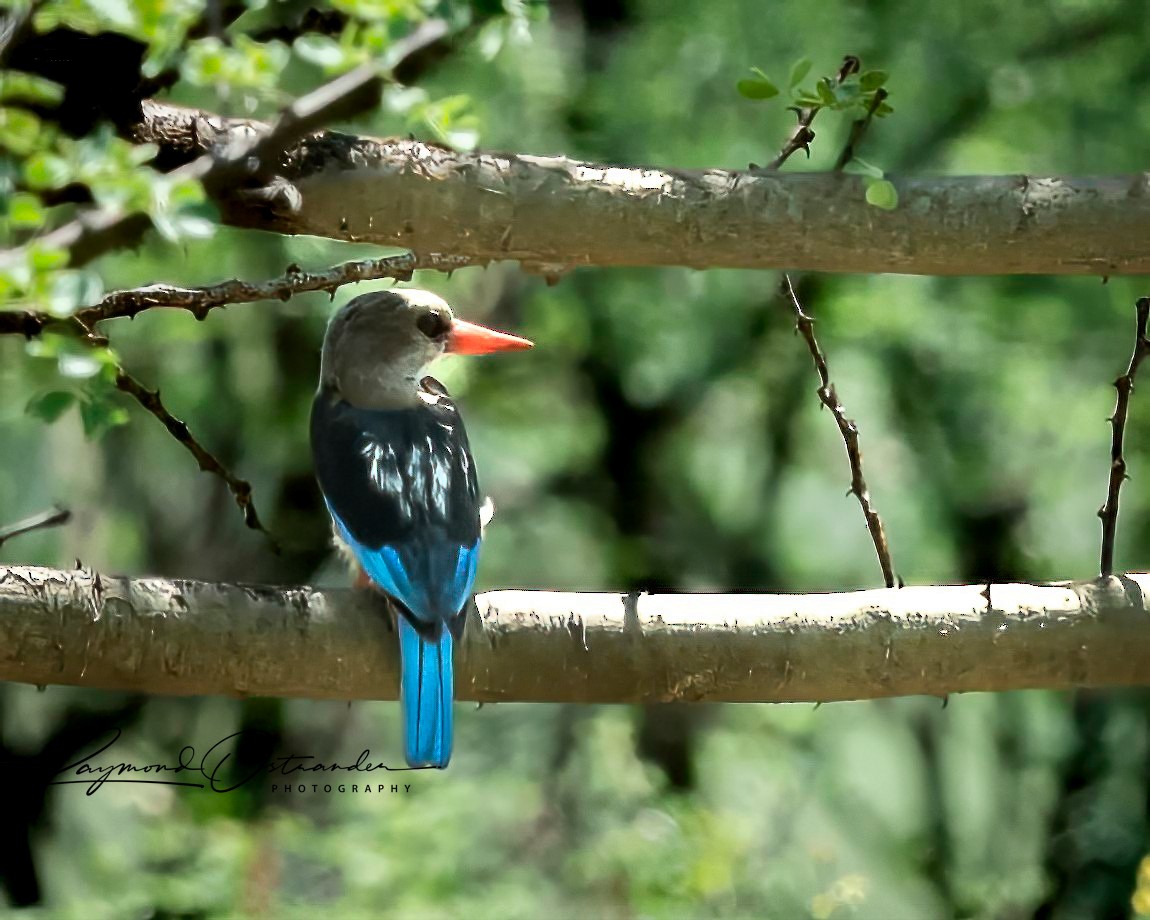 Gray-headed Kingfisher - ML646133432