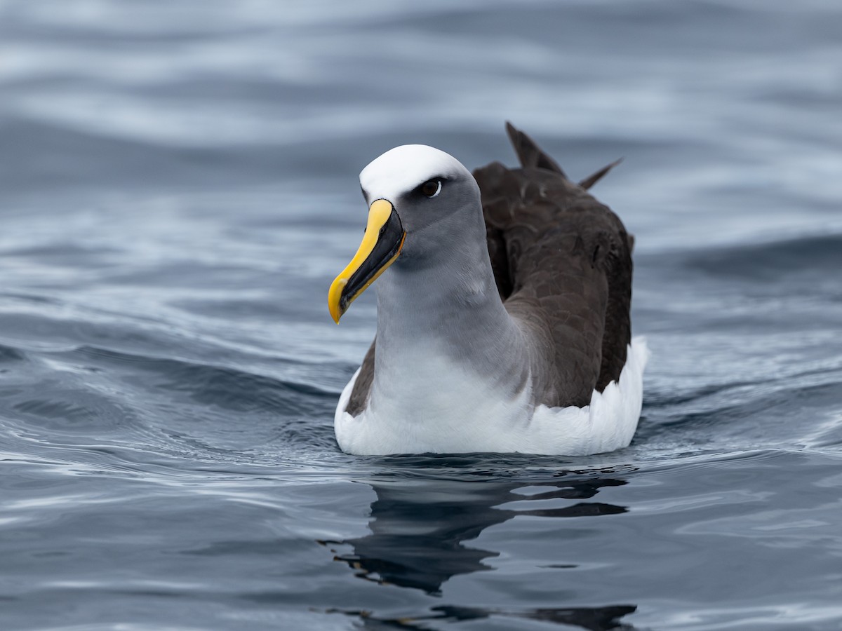 Буллеров альбатрос - ML646133433