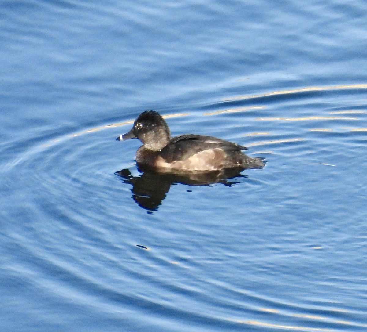 Ring-necked Duck - ML646133434