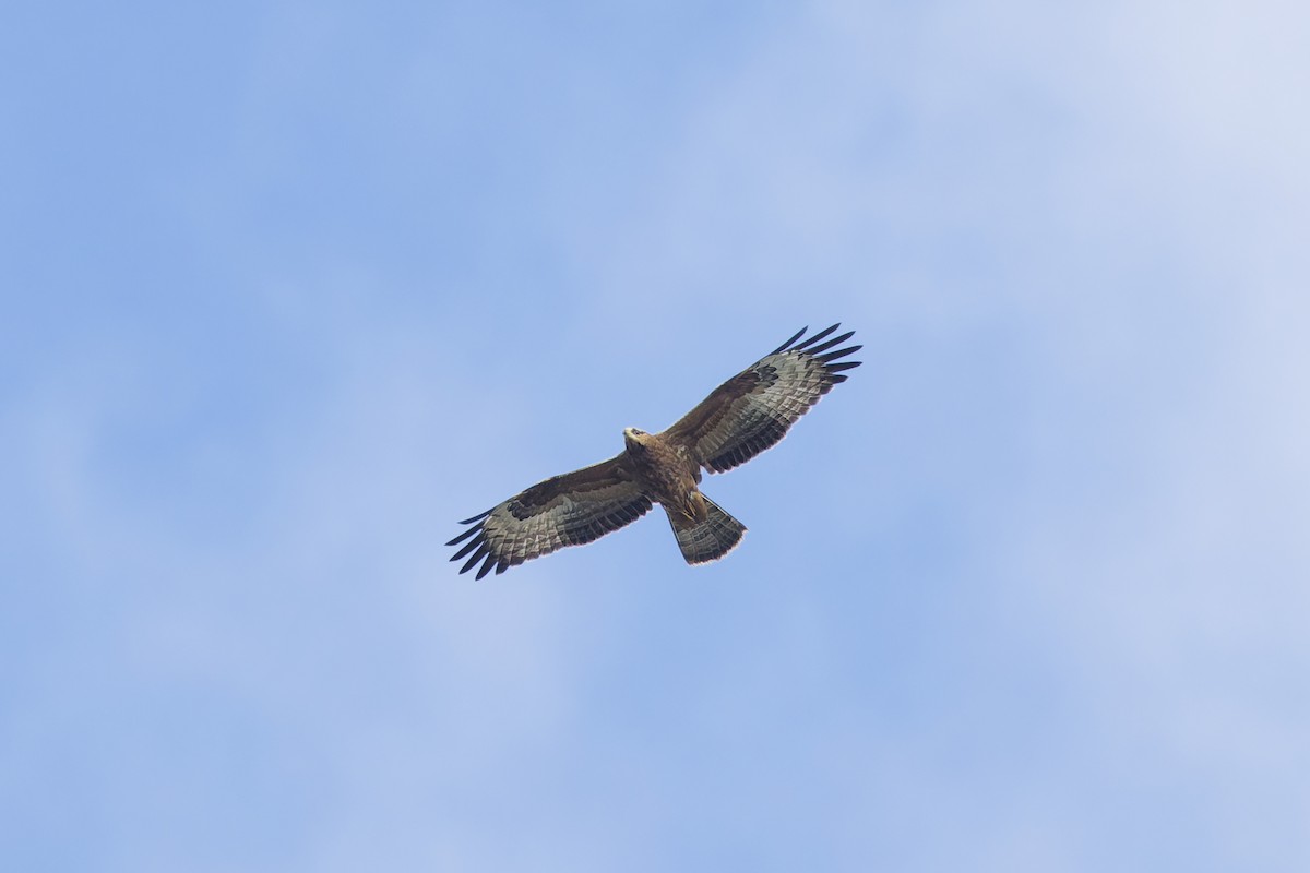 European Honey-buzzard - ML646133436