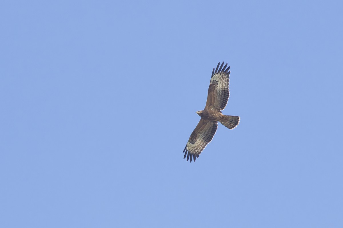 European Honey-buzzard - ML646133437