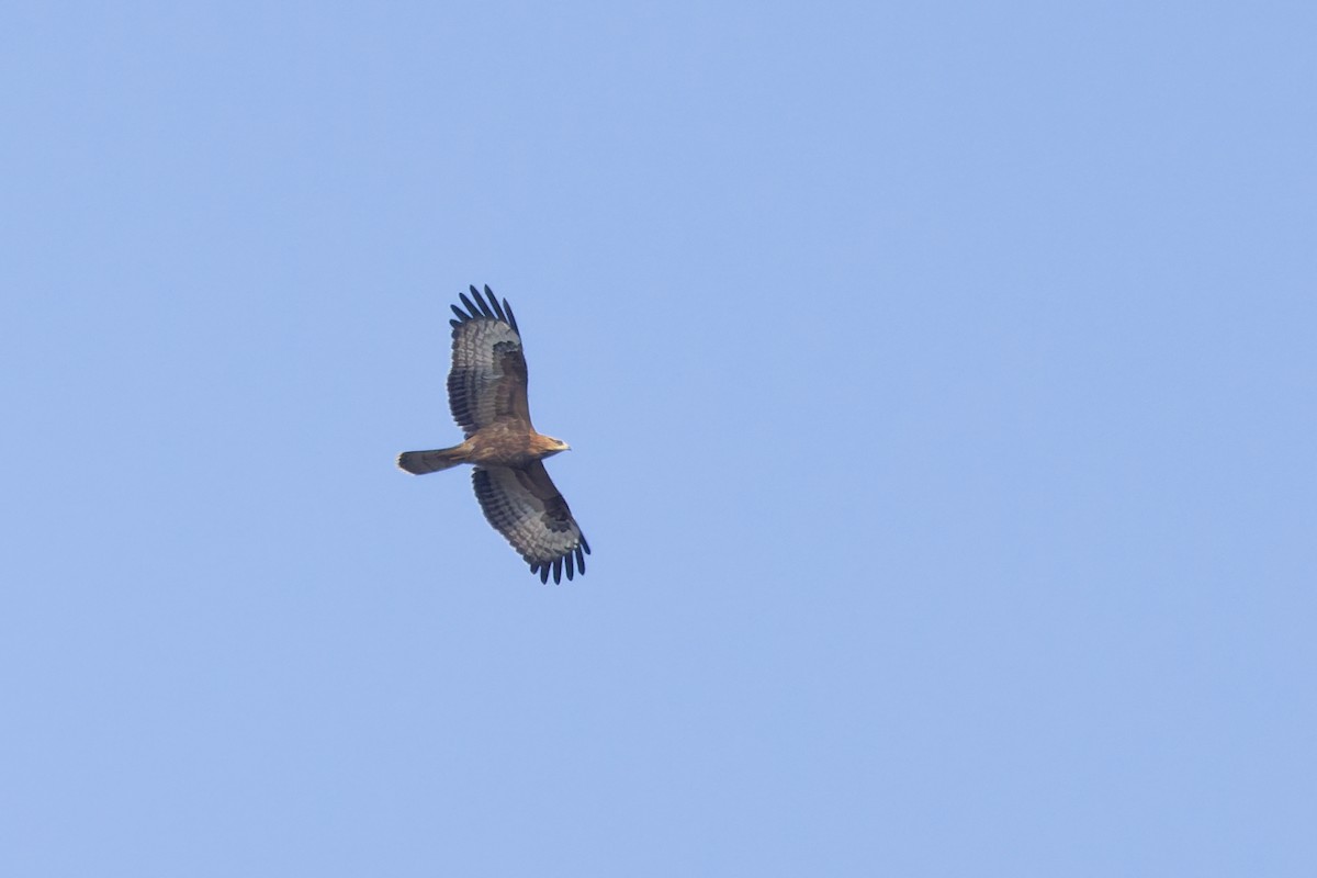 European Honey-buzzard - ML646133438