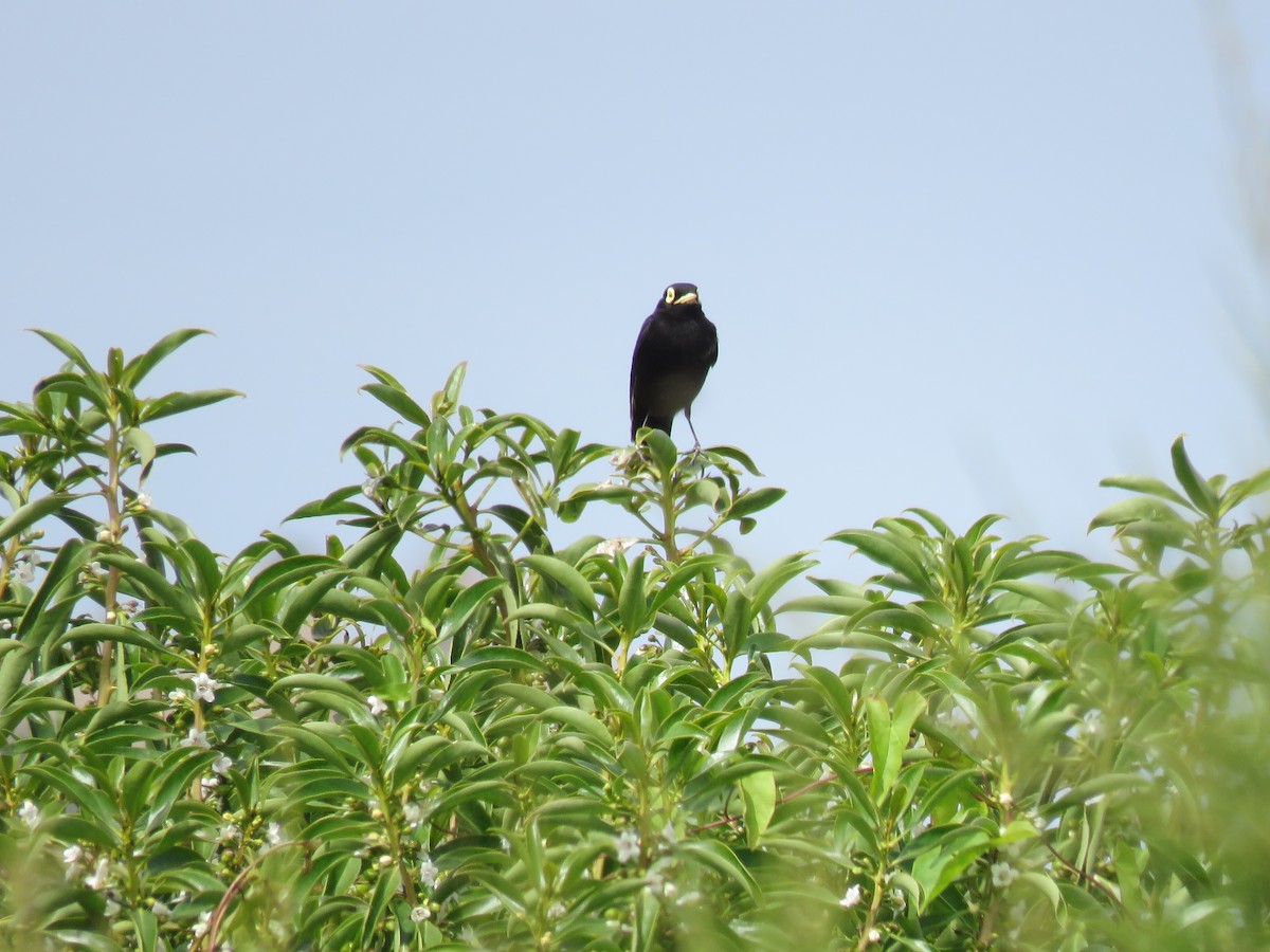 Spectacled Tyrant - ML646133439