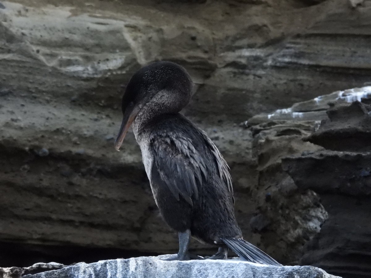 Flightless Cormorant - ML646133440