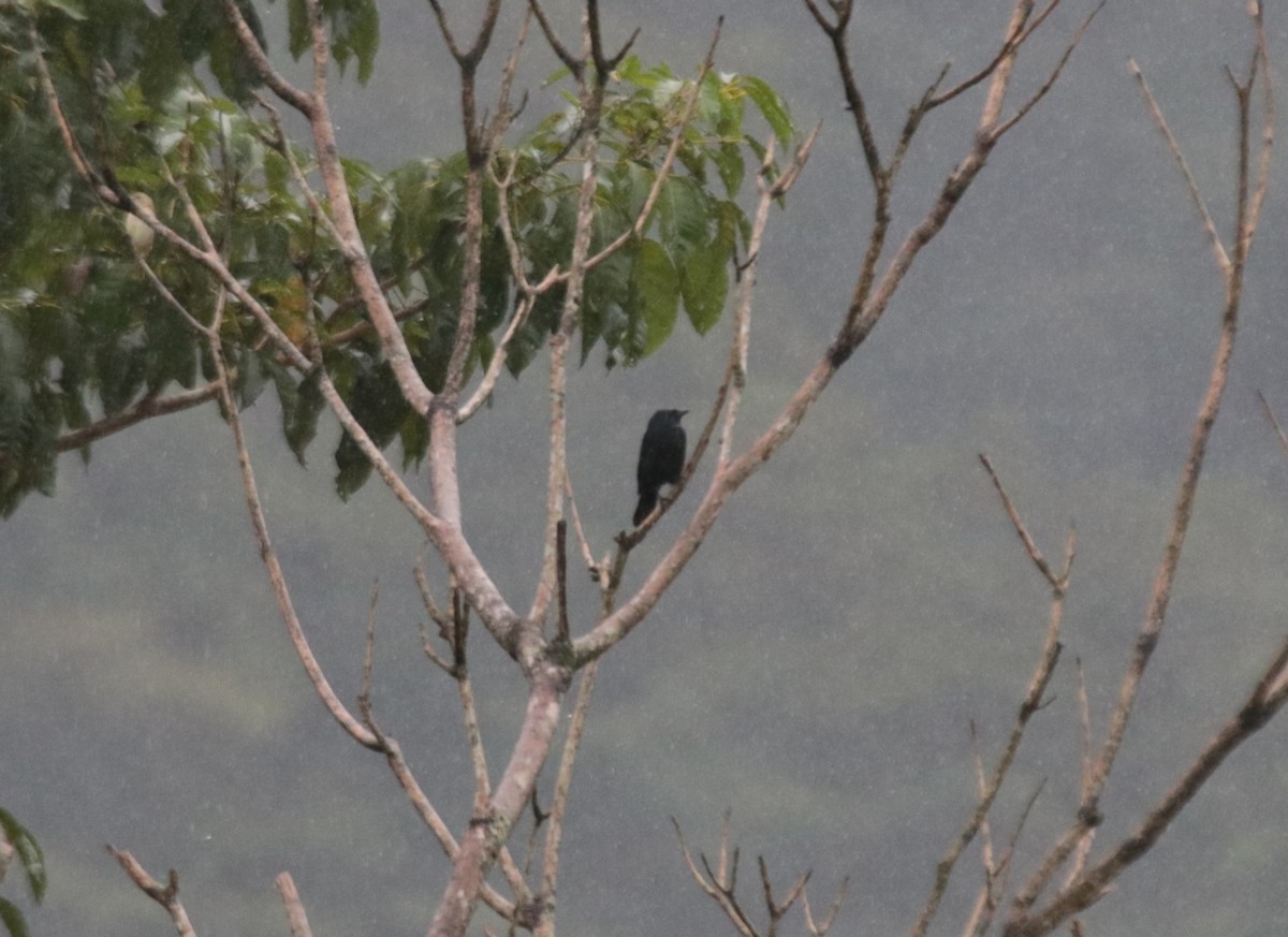 Chopi Blackbird - ML646133447