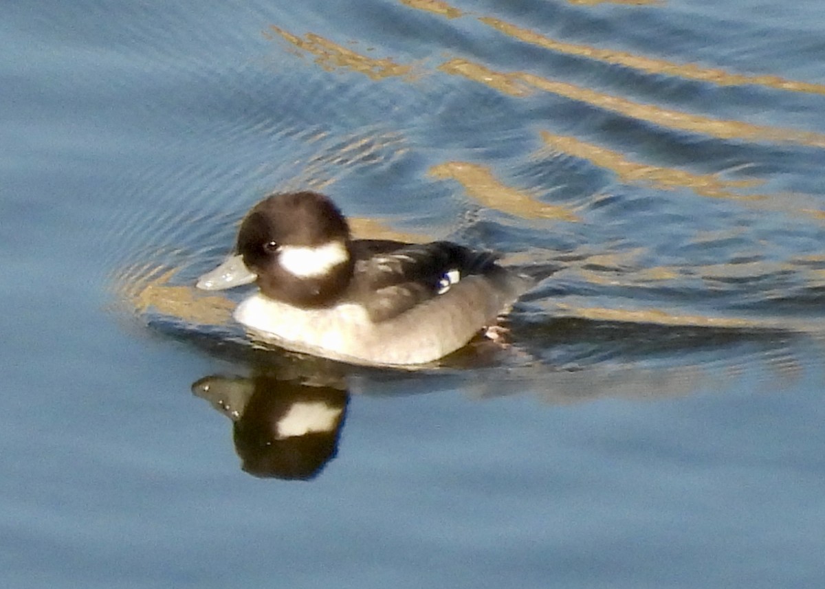 Bufflehead - ML646133450