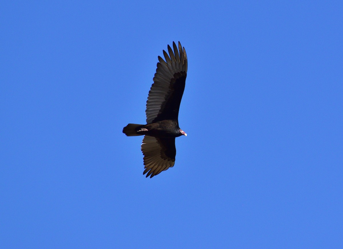 Turkey Vulture - ML646133472