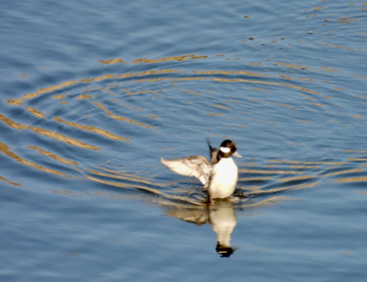 Bufflehead - ML646133477