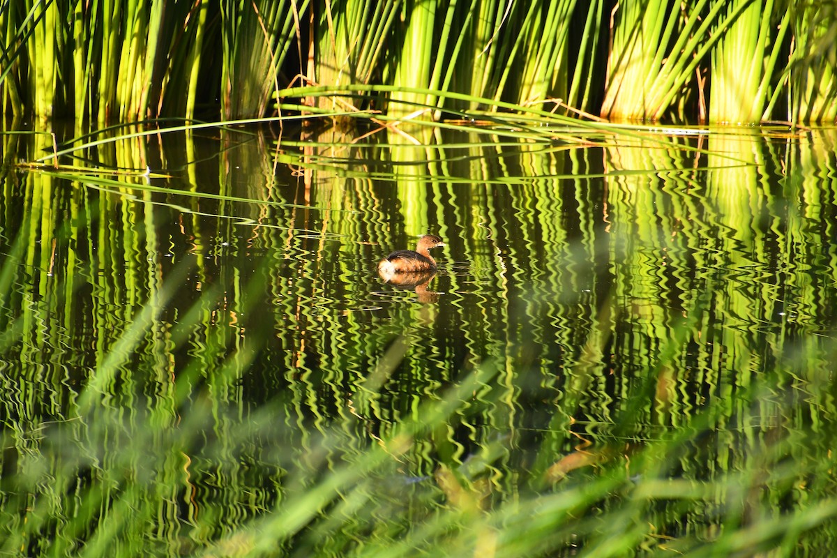 Pied-billed Grebe - ML646133478