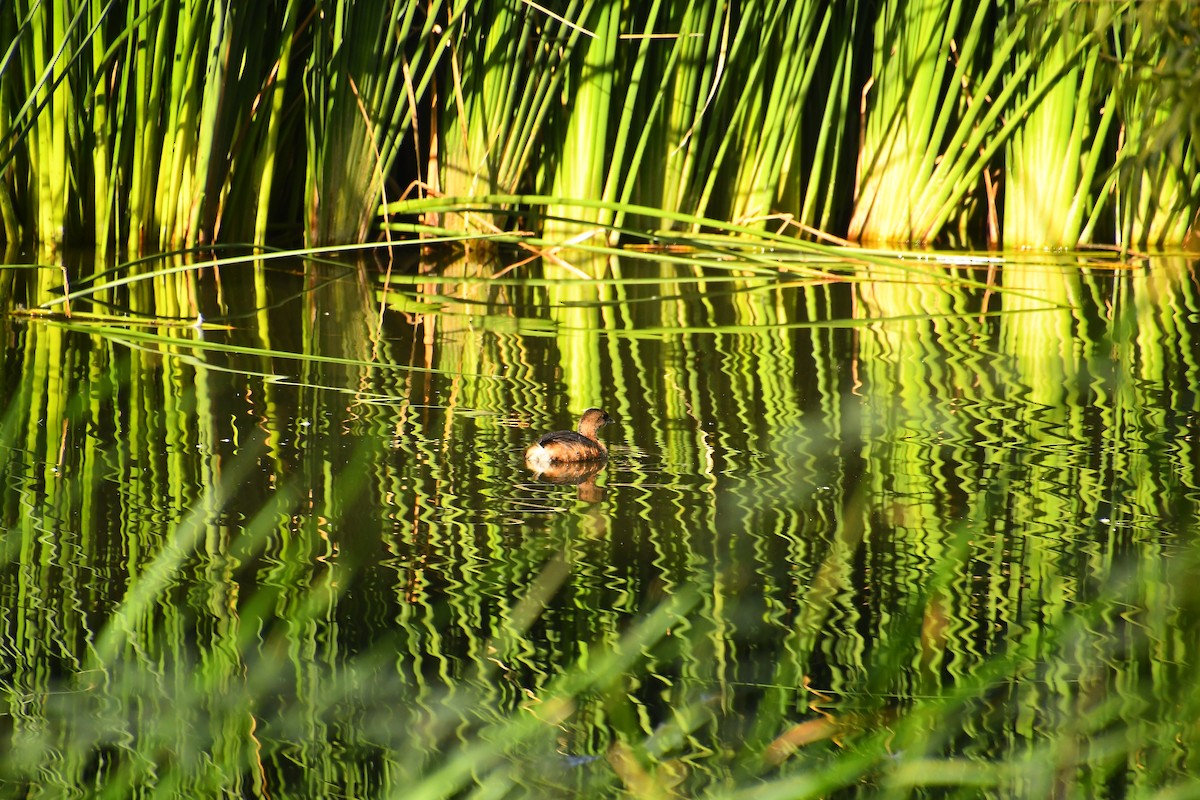 Pied-billed Grebe - ML646133479