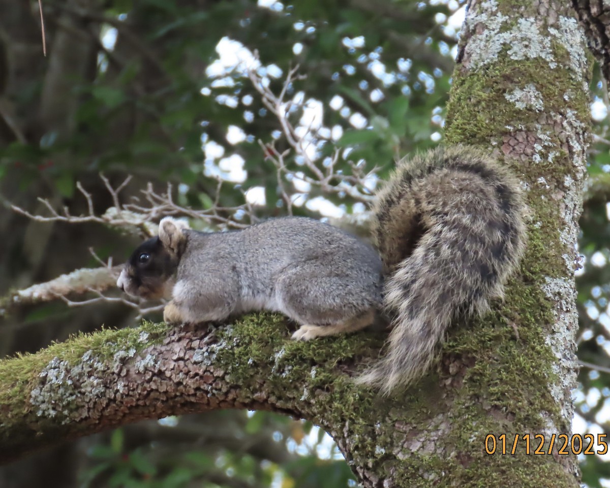 Animals - ML646133480