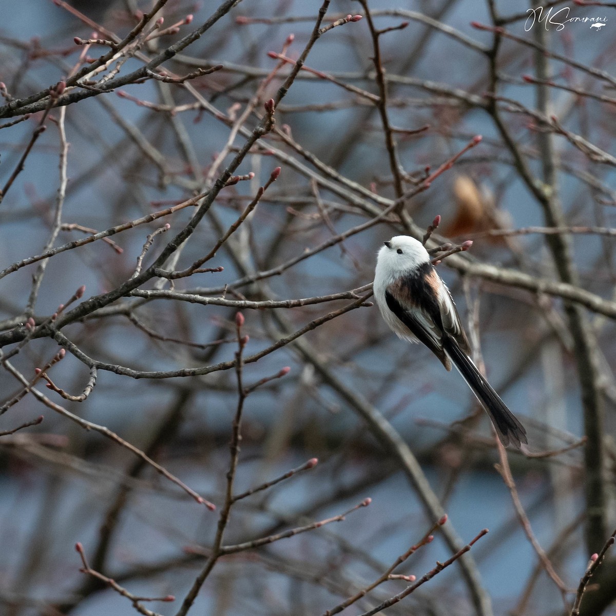 Long-tailed Tit (caudatus) - ML646133493