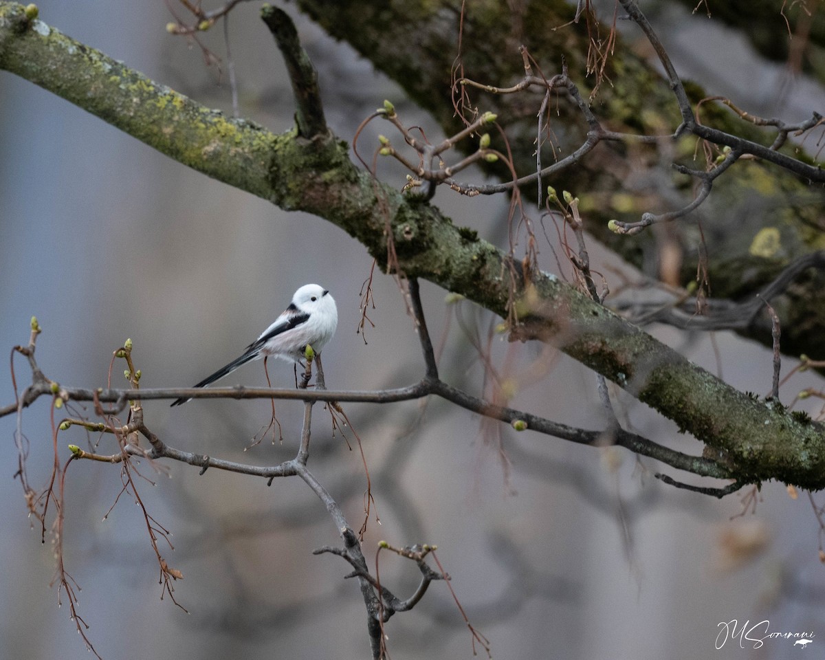 Long-tailed Tit (caudatus) - ML646133494