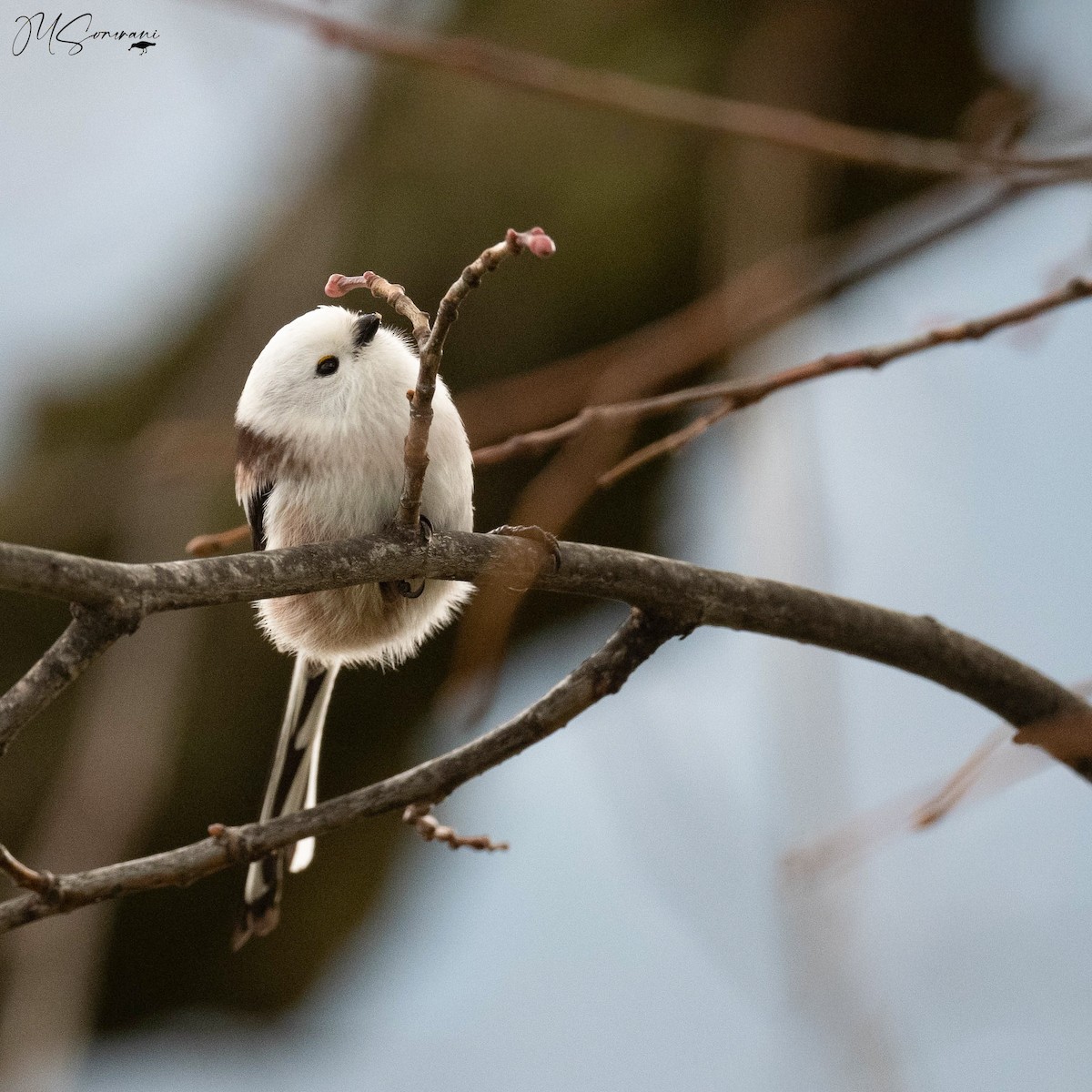 Long-tailed Tit (caudatus) - ML646133495