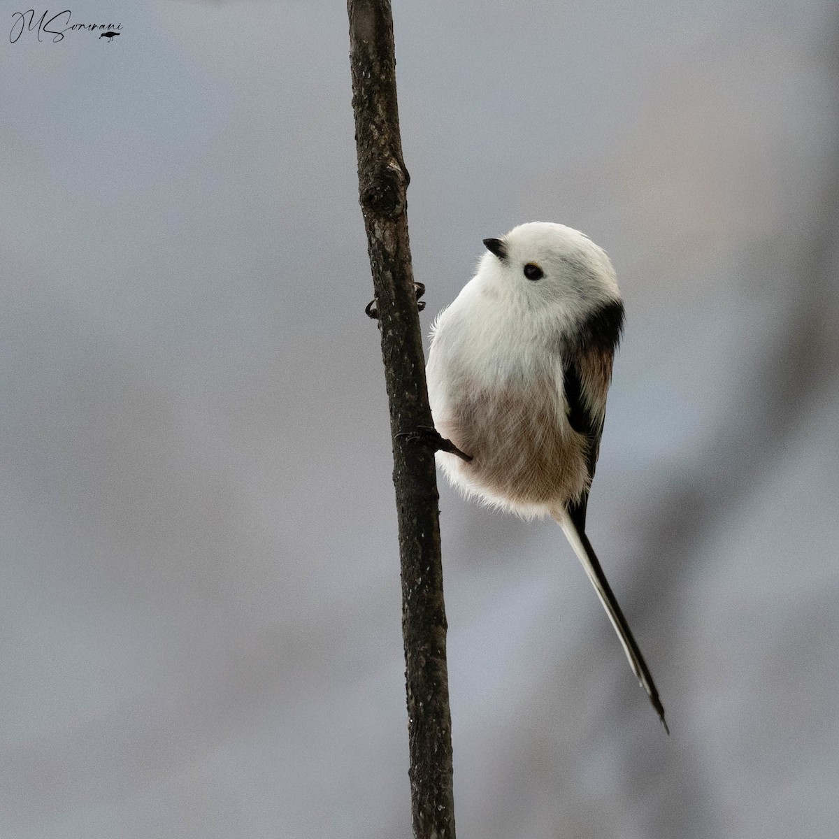 Long-tailed Tit (caudatus) - ML646133496