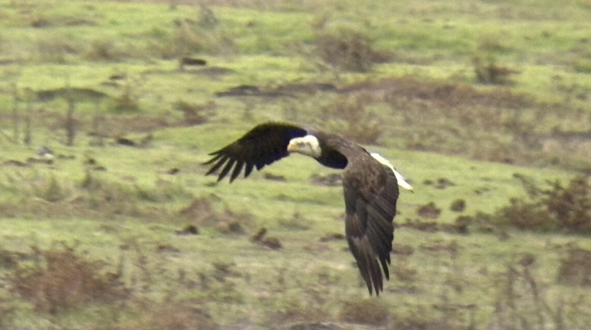 Bald Eagle - ML646133498