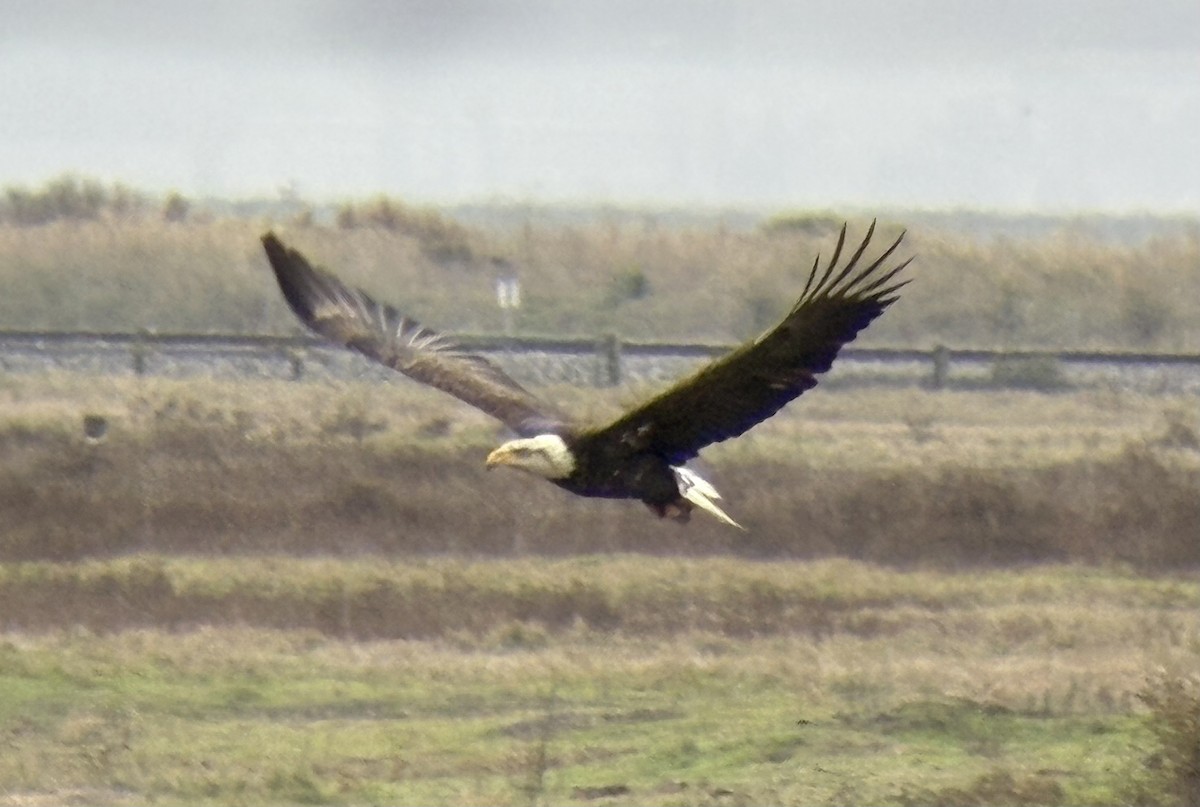 Bald Eagle - ML646133499