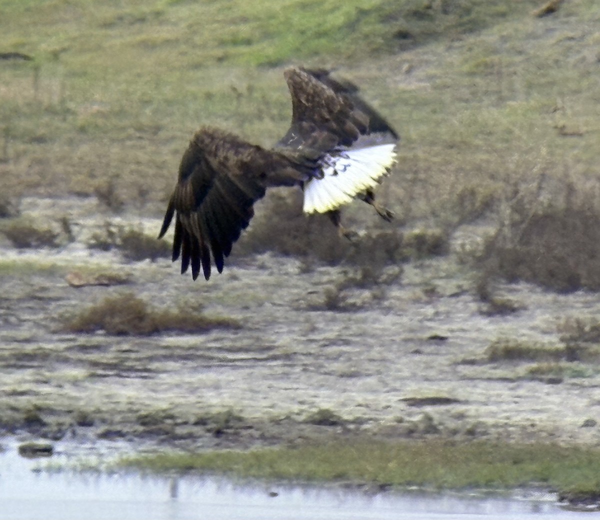 Bald Eagle - ML646133500