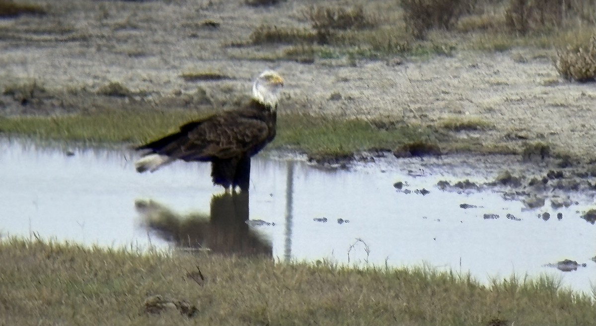 Bald Eagle - ML646133501