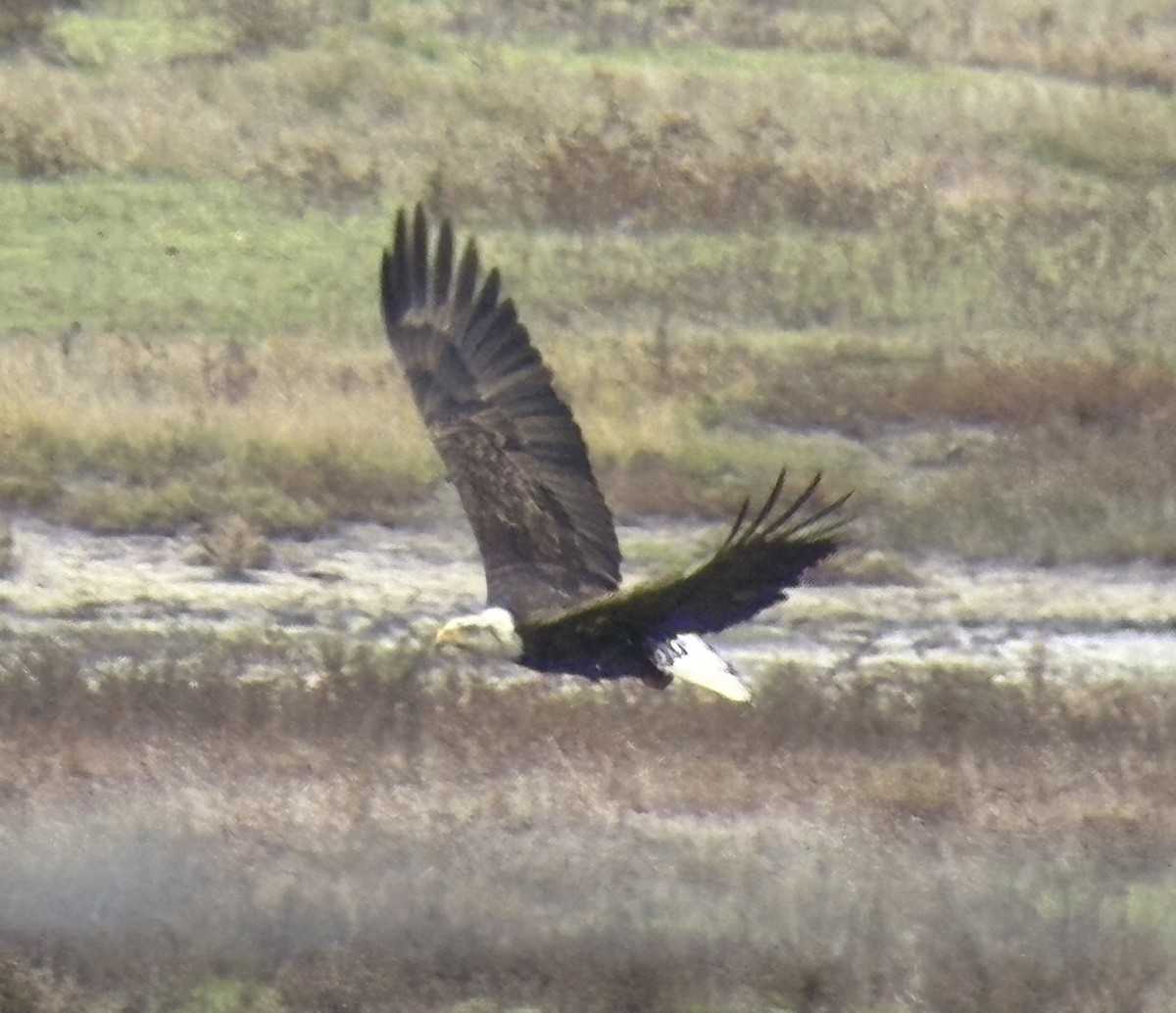 Bald Eagle - ML646133502