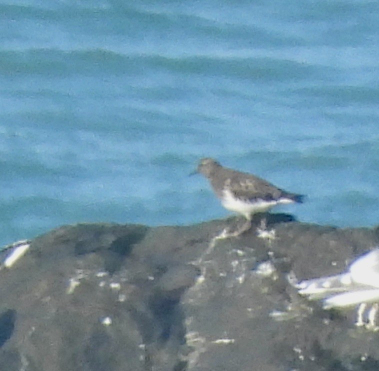 Black Turnstone - ML646133505