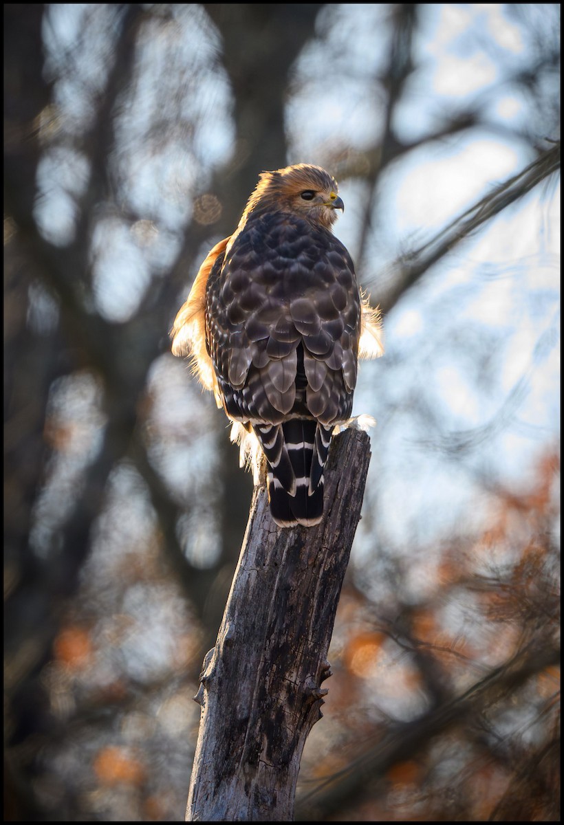 Red-shouldered Hawk - ML646133507