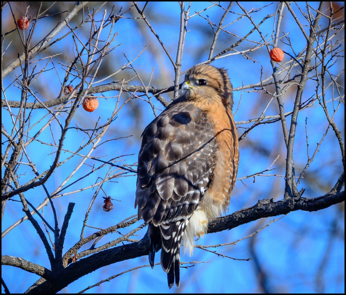 Red-shouldered Hawk - ML646133508