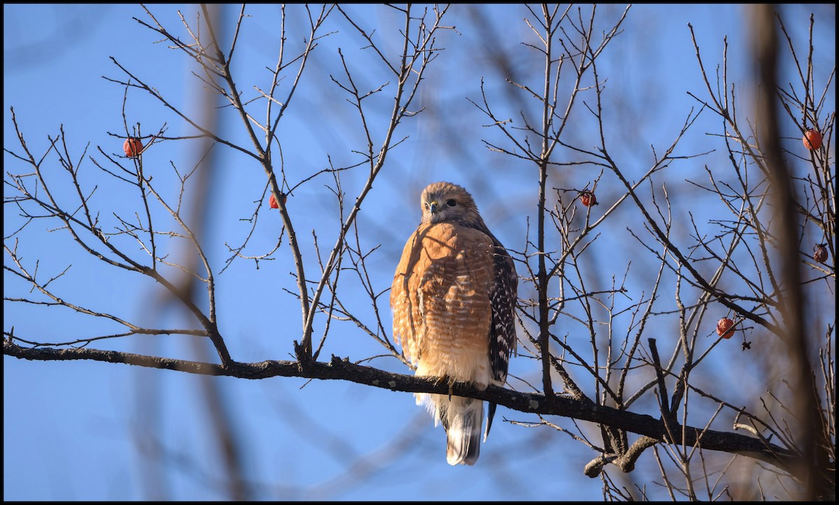 Red-shouldered Hawk - ML646133509