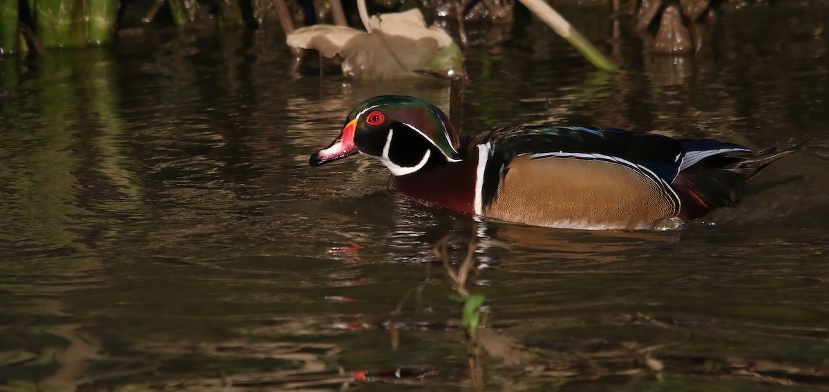 Canard branchu - ML646133516