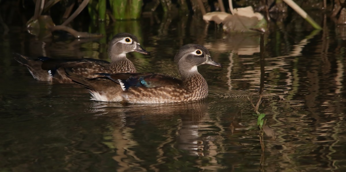 Canard branchu - ML646133517