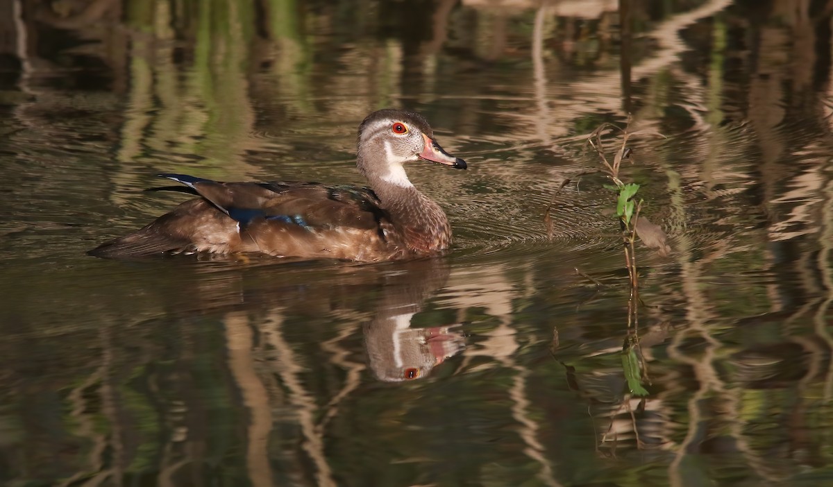 Canard branchu - ML646133518