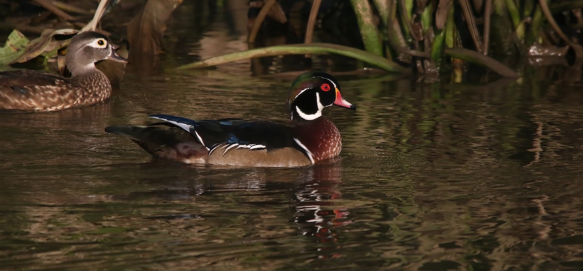Canard branchu - ML646133519