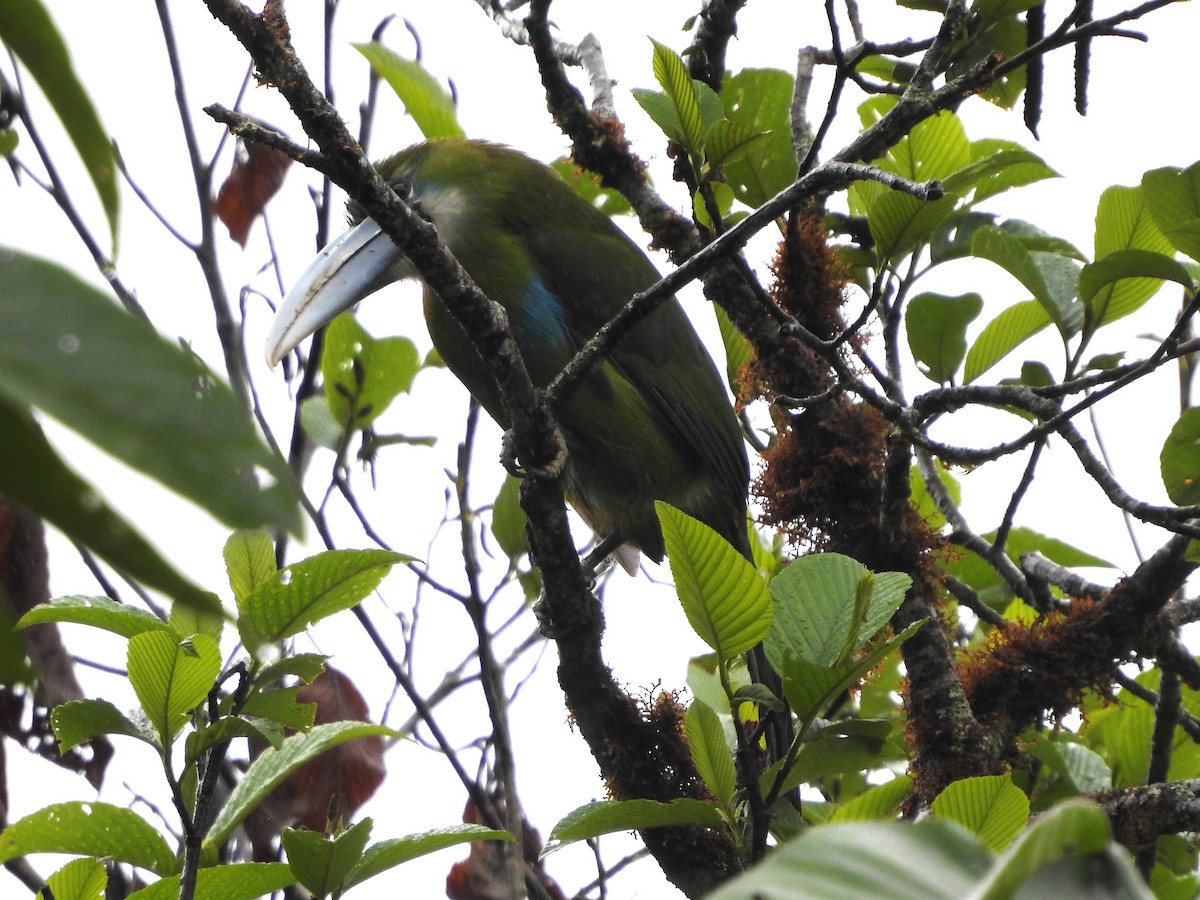 Blue-banded Toucanet - ML646133529