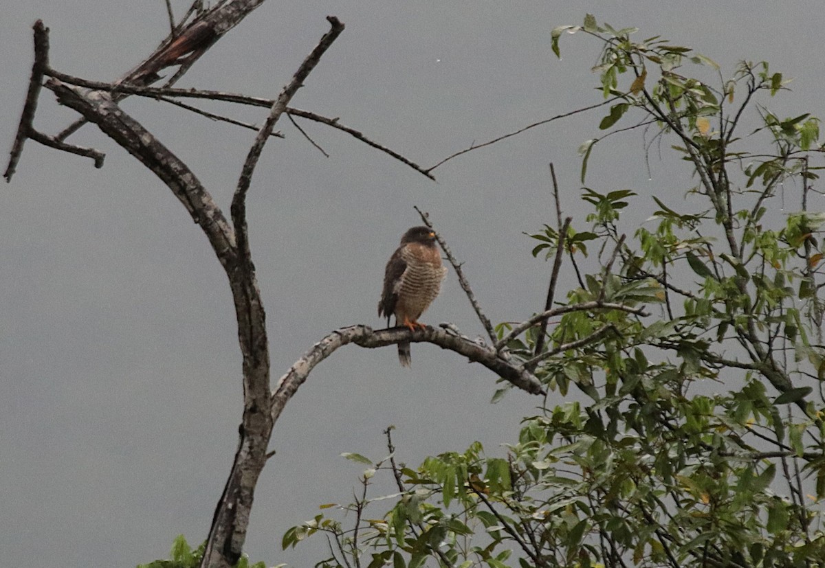 káně krahujová - ML646133538