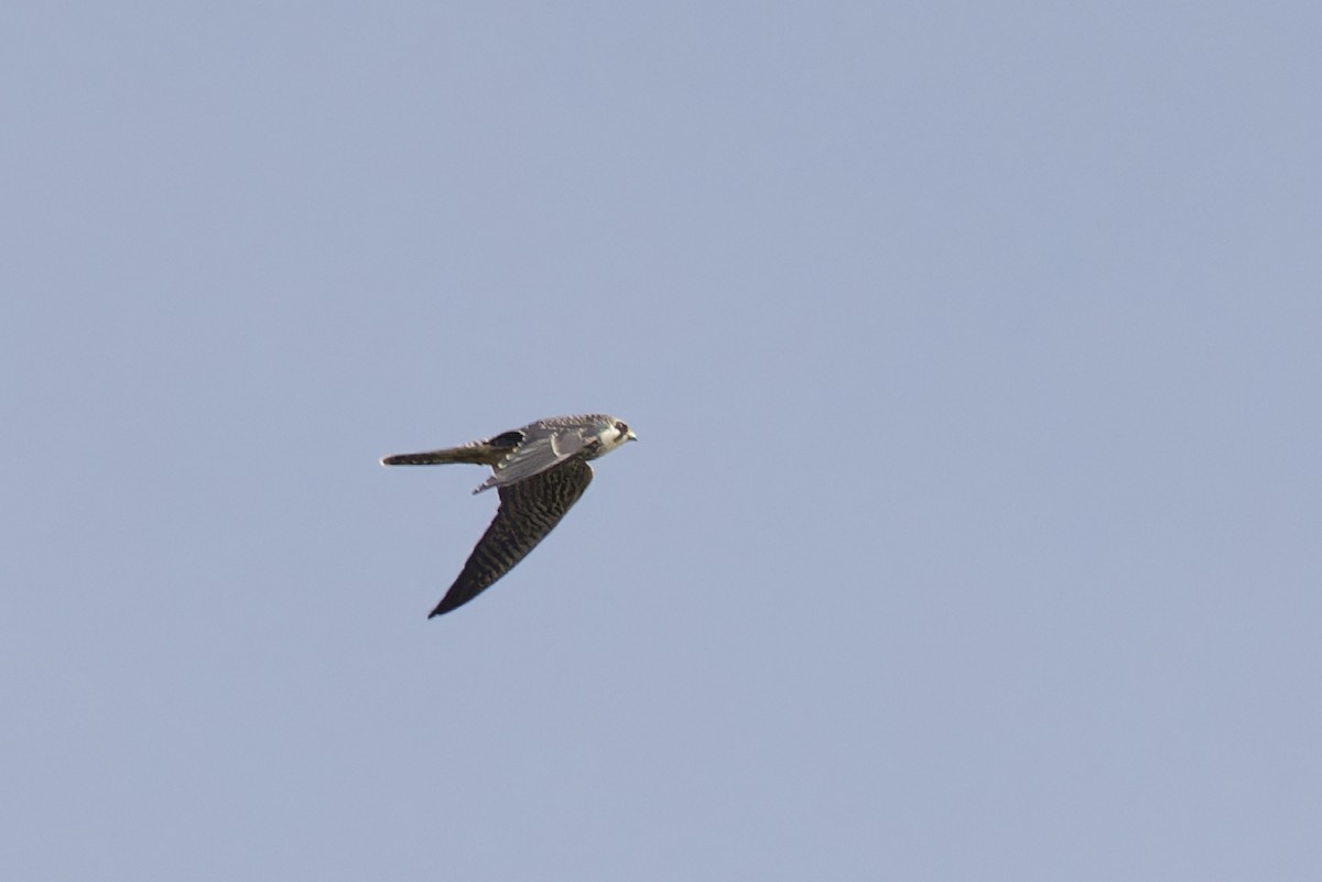 Eurasian Hobby - ML646133543