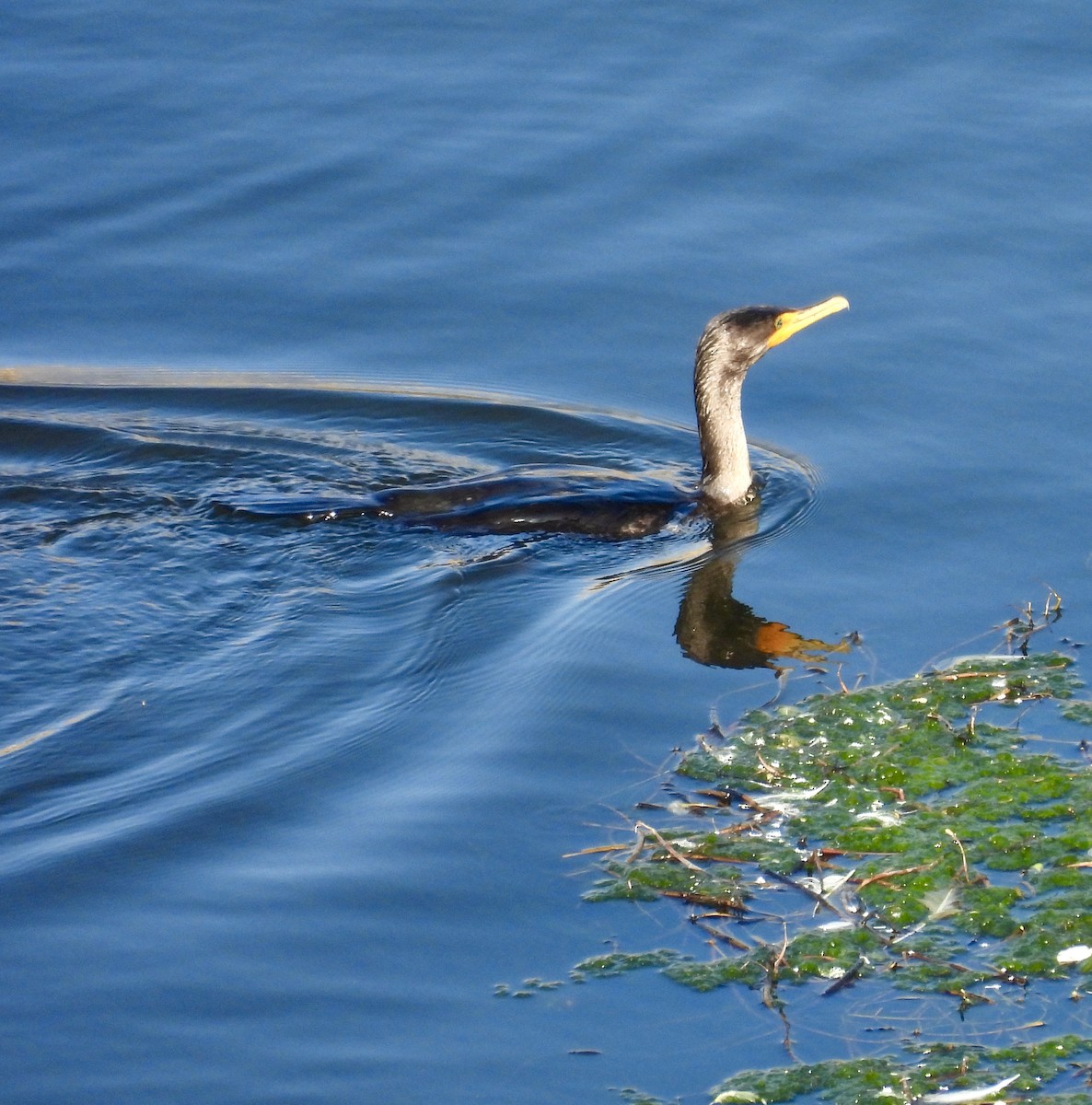 Double-crested Cormorant - ML646133545