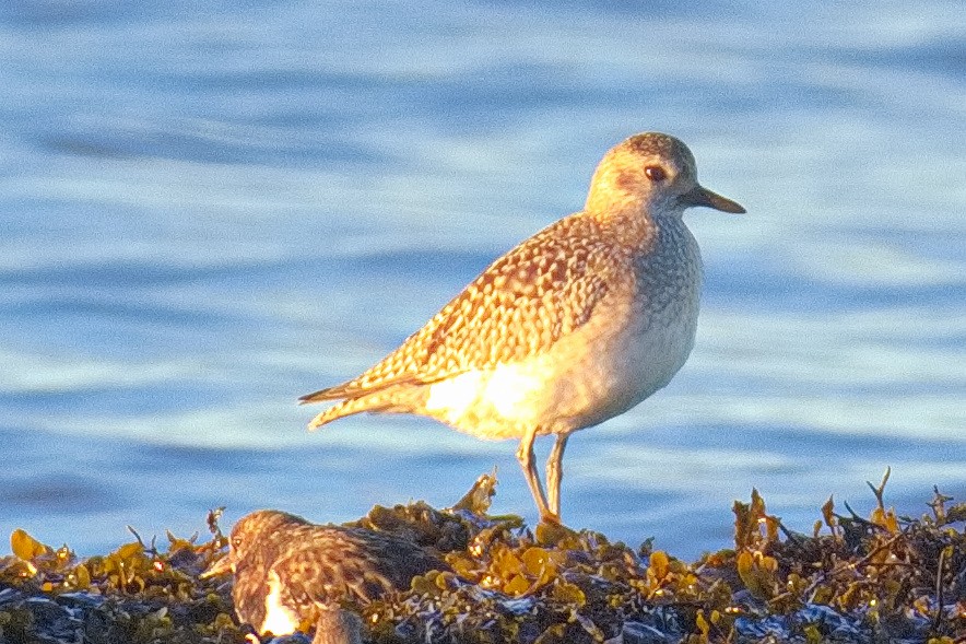 Chorlito Gris - ML646133549