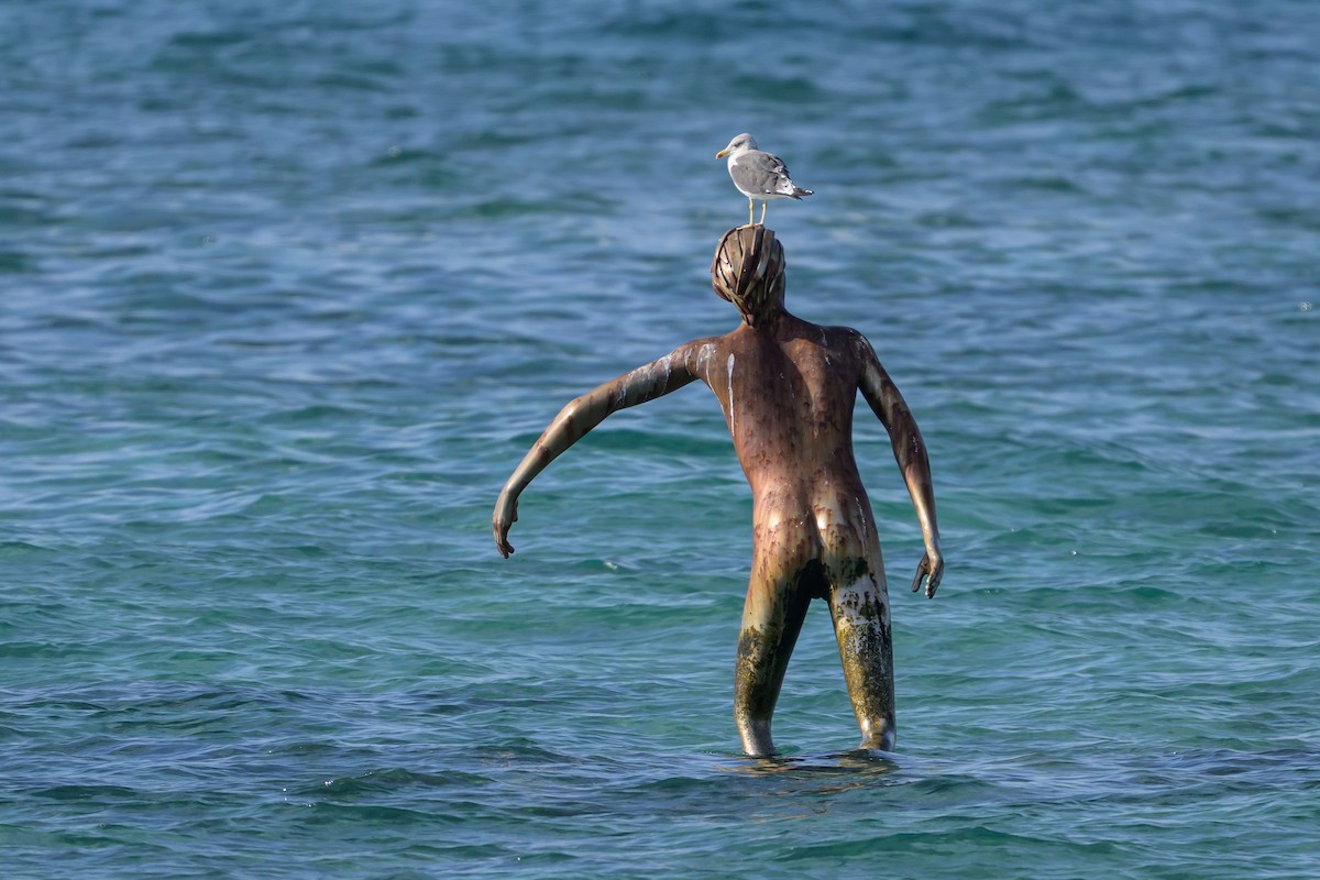 Lesser Black-backed Gull - ML646133553