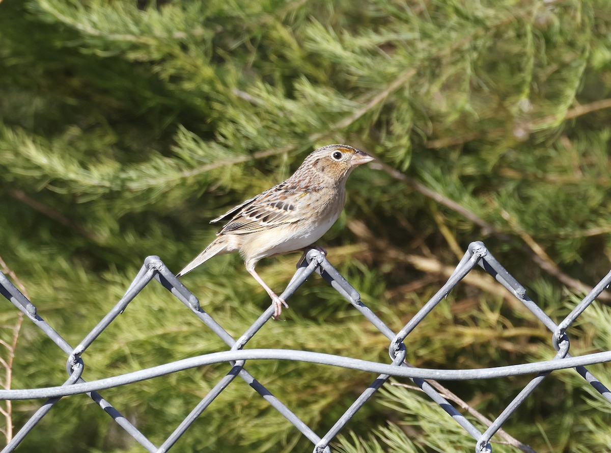 Grasshopper Sparrow - ML646133554