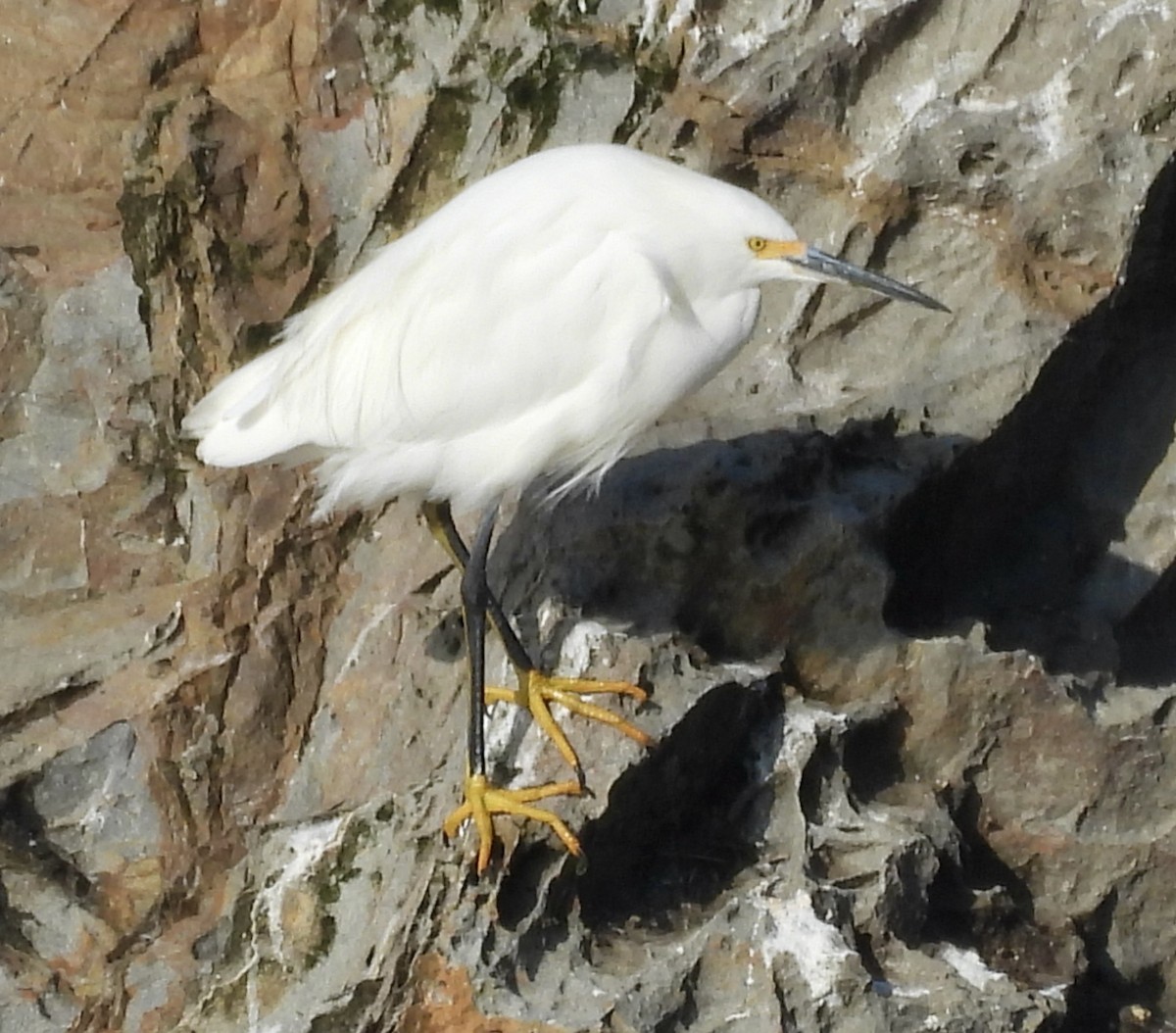 Snowy Egret - ML646133555
