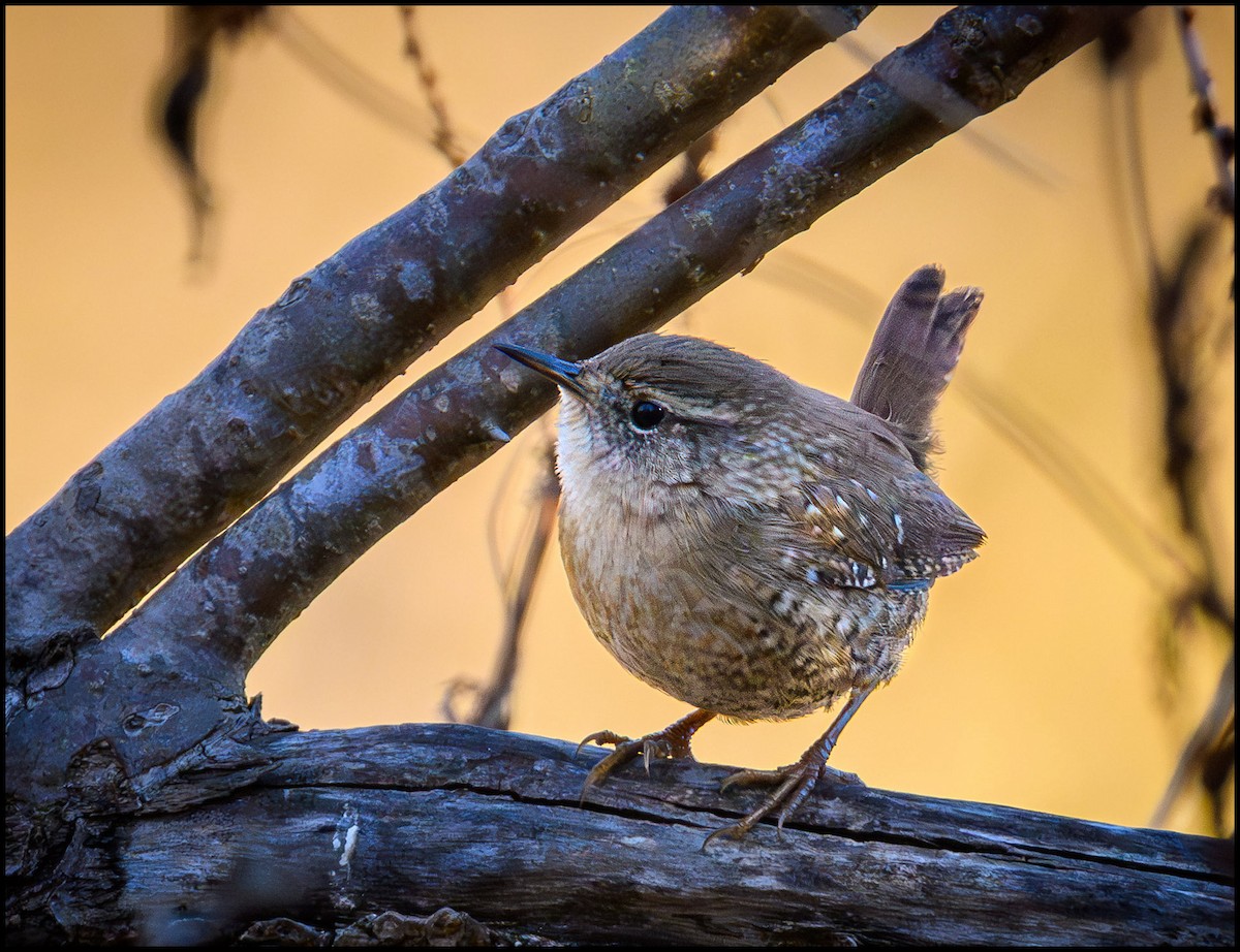 Winter Wren - ML646133556